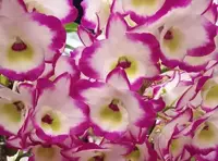 Den. Spring Love 'Dream Rose Splash' (MD129) (Hybrid)