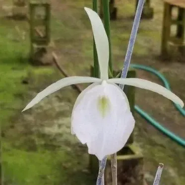 Brassavola flagellaris (Brassavola)