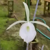 Cattleya Brassavola B flagellaris Mounted and in 4" pots