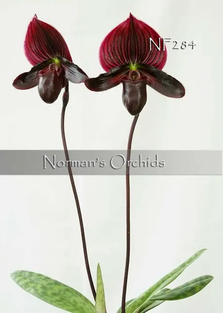 Paphiopedilum Norman Note : New ! Lovely Foliage Monte Vista S Wine HCC/AOS) 'S Wine' (Paphiopedilum)
