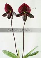Paph. Norman's Wine 'note : New ! Lovely foliage ' (Raven 'Monte Vista' HCC/AOS x Kevin's Wine 'Monte Vista' HCC/AOS)