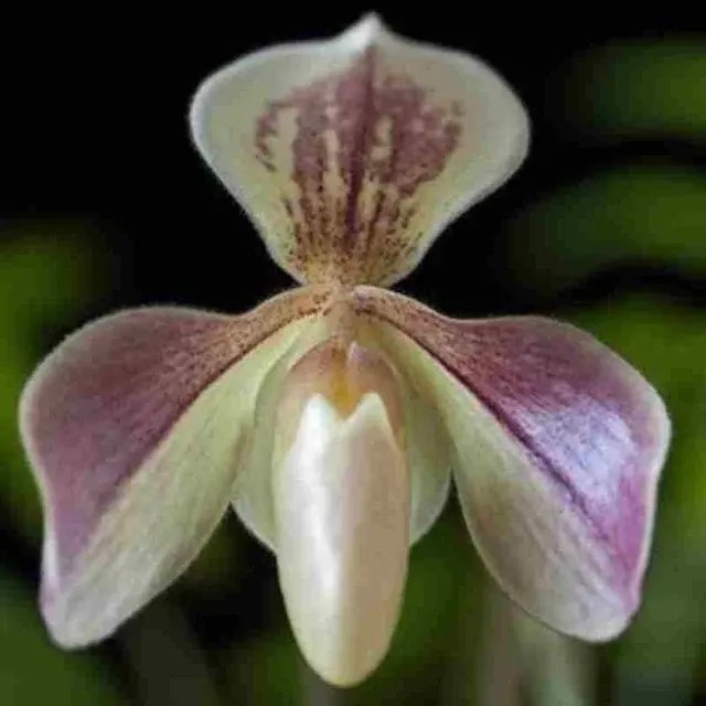 Paphiopedilium Kirisan (Paphiopedilum)