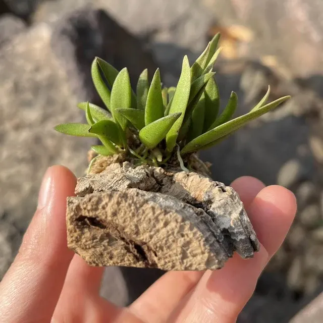 Dockrillia rigida (Dockrillia)