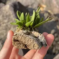 Dockrillia rigida