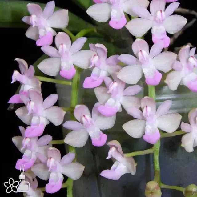 Stereochilus xioi (Stereochilus)