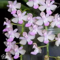 [Bare-root] #VA# Stereochilus xiaoi 美玲固唇蘭 [2.4" BS][Oct in stock 26]