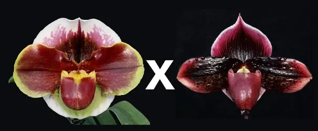 Paphiopedilum x 'Red Rage' (Paphiopedilum)