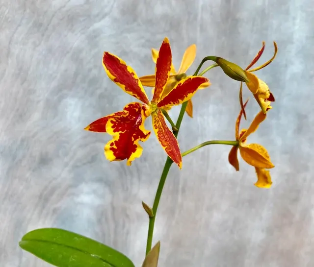 Epicatanthe Volcano Trick 'Paradise'