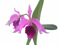 Cattleya Juan Pablo Martinez