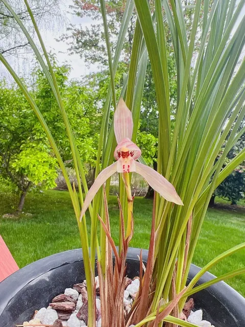 Cymbidium tortisepalumm '莲瓣兰铭品 ‘红豆'