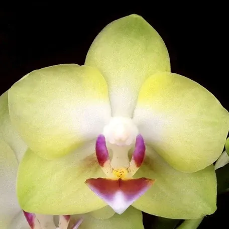 Phalaenopsis Tzu Chiang Balm × Yaphon Glad Canary (Phalaenopsis)