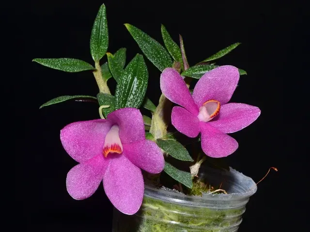 Dendrobium Ecuagenera Rainbow F. Pink