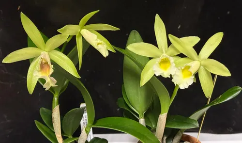 Noid Brassolaelia (Brassolaelia)