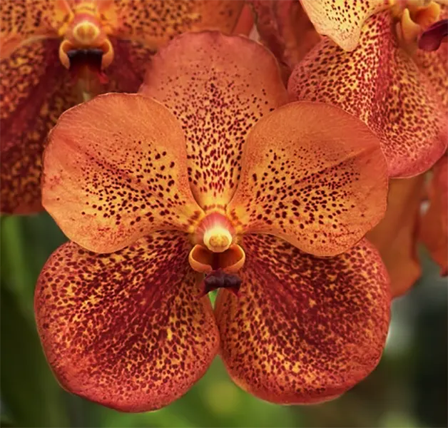 Vanda Sonia Daccach 'Pumpkin Spice' (Vanda)