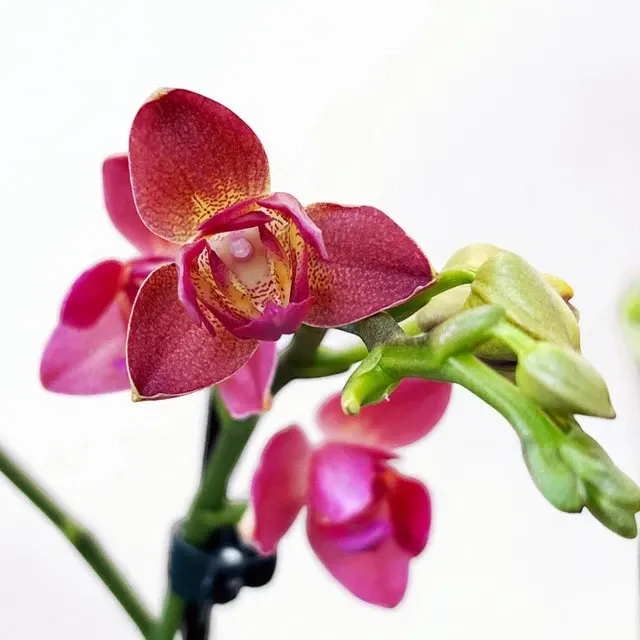 Phalaenopsis Alice Peloric