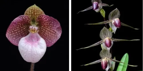 Paphiopedilum KRULL’S LACE (Fanaticum Mont Millais' 'Red One’ X Rothschildianum' (Paphiopedilum)
