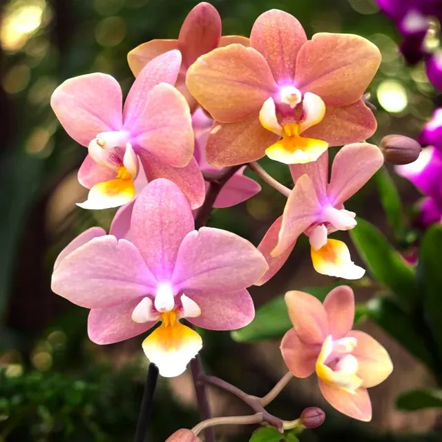 Phalaenopsis Melion