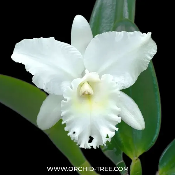 Cattleya Snow White (Cattleya)