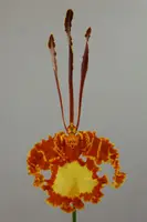 Psychopsis Mariposa (papilio x ‘Kalihi’)