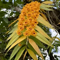 Dendrobium chrysanthum