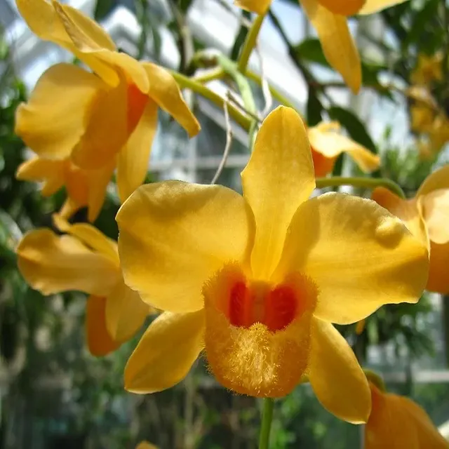 Dendrobium moschatum fma sp 'Yellow'