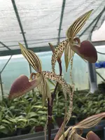 Paphiopedilum Prince Edward of York