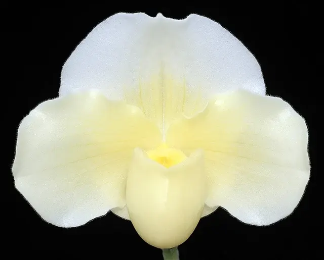 Paphiopedilum Wharton Sinkler ‘White Queen’ AM/AOS (Paphiopedilum)