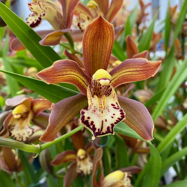Cymbidium Schroeder Parfumat