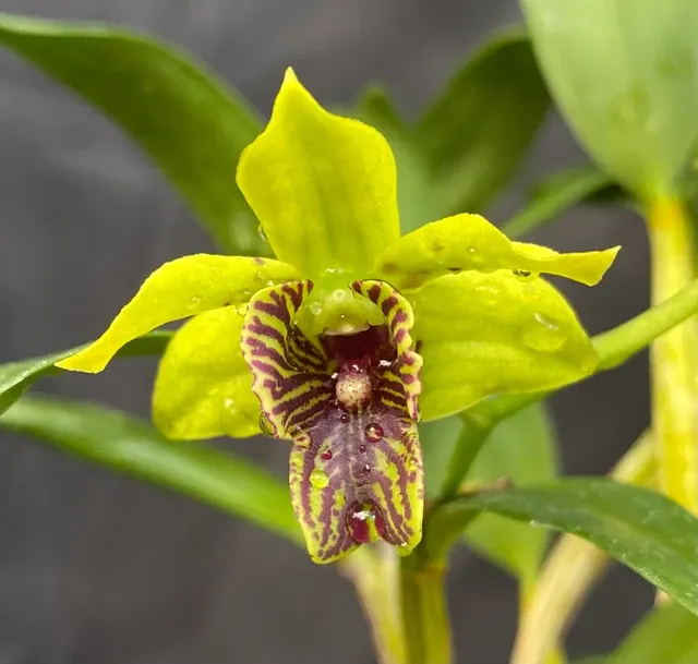 Dendrobium Andree Millar (Dendrobium)