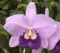 Lc. Busy Bev 'Blue Jewel' AM/AOS