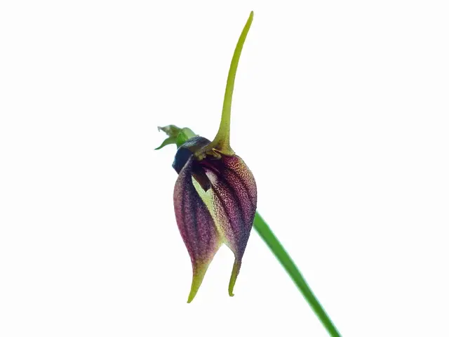 Masdevallia theleura (Masdevallia)