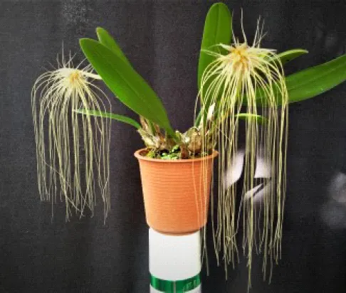 Bulbophyllum medusae (Bulbophyllum)