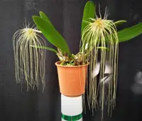 Bulb. medusae (BUME) ( - - Bulbophyllum ) Bulb.=Bulbophyllum