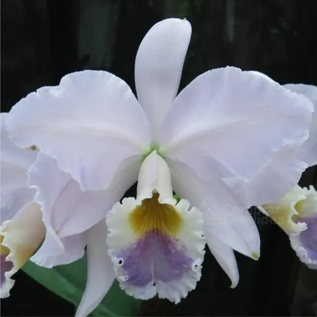 Cattleya labiata var coerulea (Cattleya)