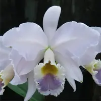 Cattleya labiata var. coerulea
