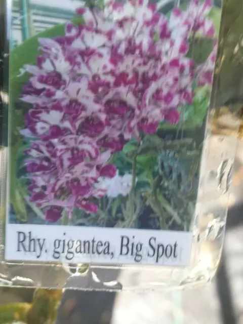 Rhynchostylis gigantea 'Big Spot'