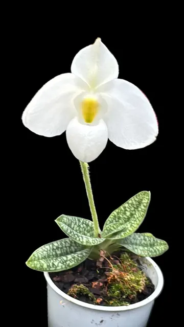 Paphiopedilum delenatii albo (Paphiopedilum)