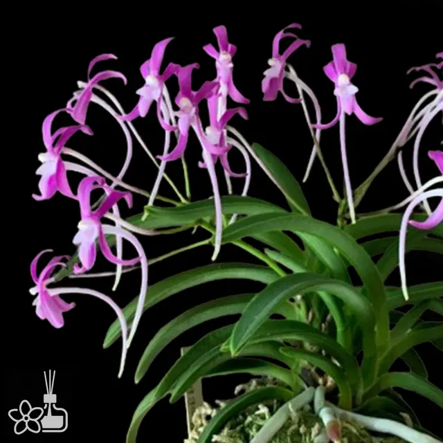 Neofinetia falcata 'Honggang' (Neofinetia)