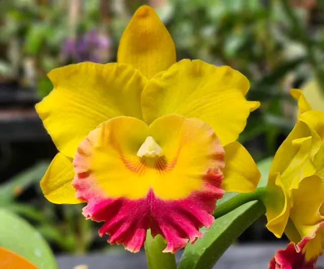 Rhyncholaeliocattleya Chomthong Delight 'Jocelyn'
