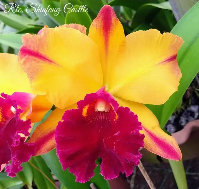 Rhyncholaeliocattleya Shinfong Castle 'Lightning'