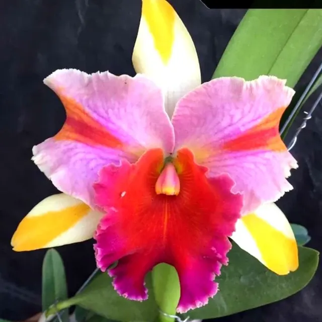 Cattleya Amazing Thailand 'Rainbow' (Cattleya)