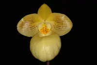 Paphiopedilum Fumi's Delight
