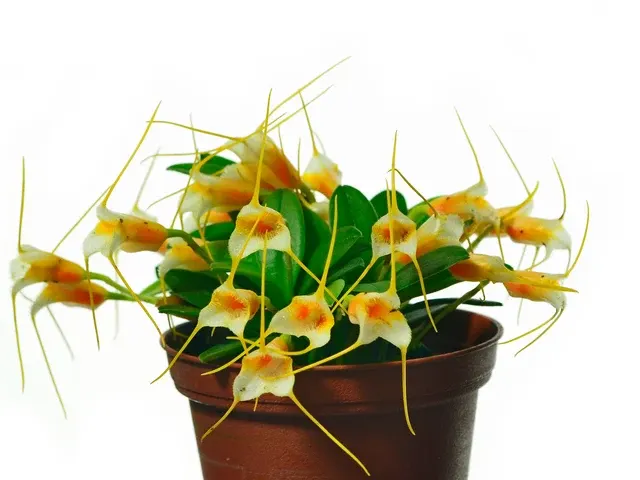 Masdevallia sotoana (Masdevallia)