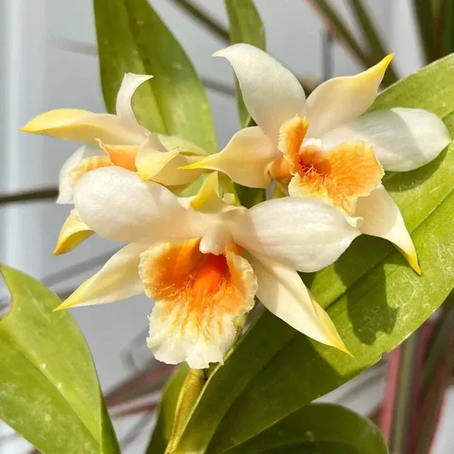 Dendrobium cariniferum (Dendrobium)