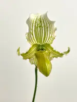 Paph fairrieanum | green form | SapphireChild Orchids