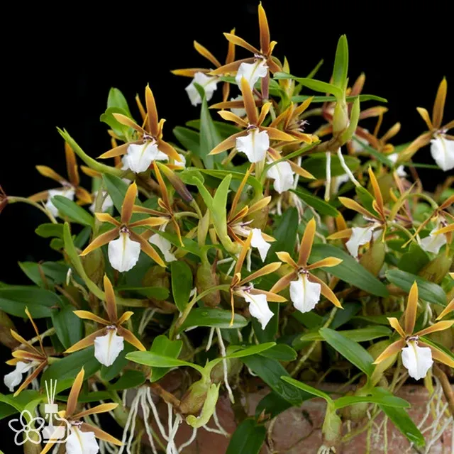 Encyclia polybulbon (Encyclia)