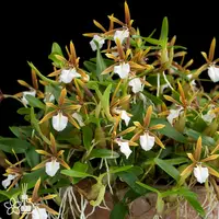 [Bare-root] Encyclia polybulbon 聚豆 [2.4“ BS][Jun in stock]
