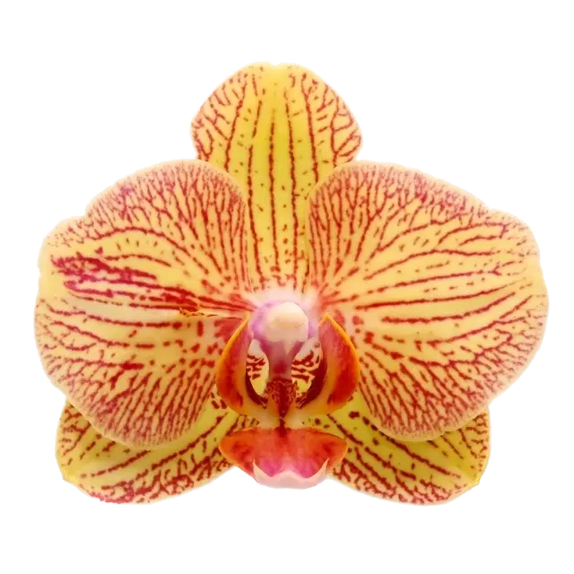Phalaenopsis Nightfall Of Love
