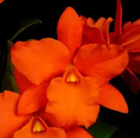Rhyncattleanthe Fuchs Orange Nugget 'Lea' (Rhyncattleanthe)
