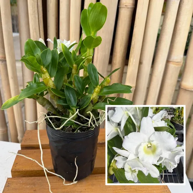 Dendrobium Tianmu Plain Botan (Dendrobium)